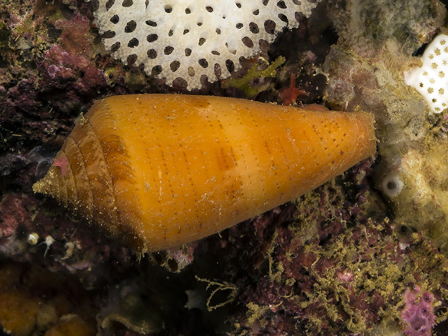Conus sp. A